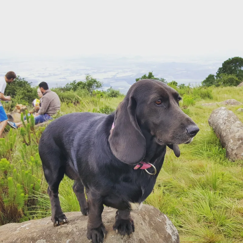 Keen Pets inspiration