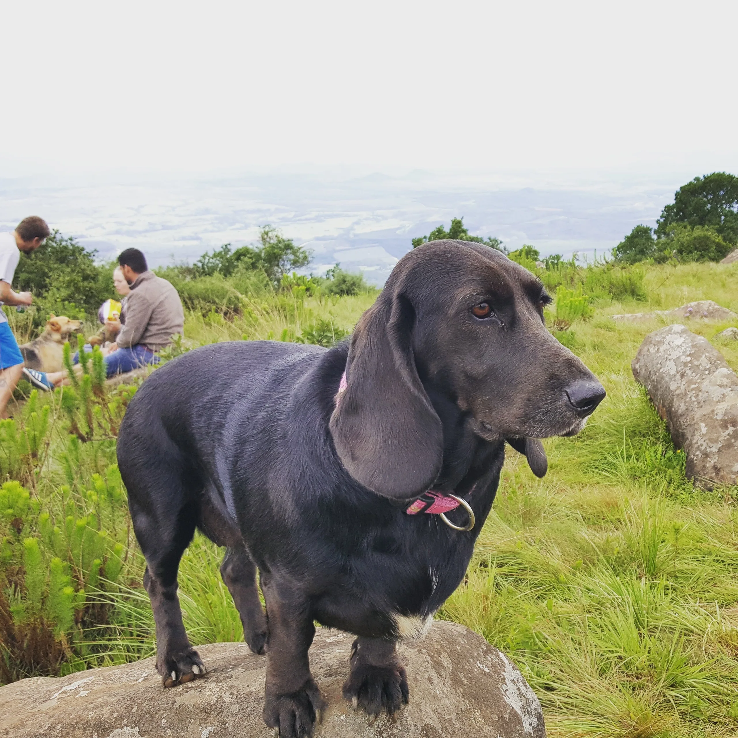 Keen Pets inspiration